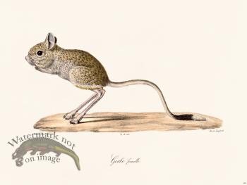 Cuvier 290 Gerbo Female